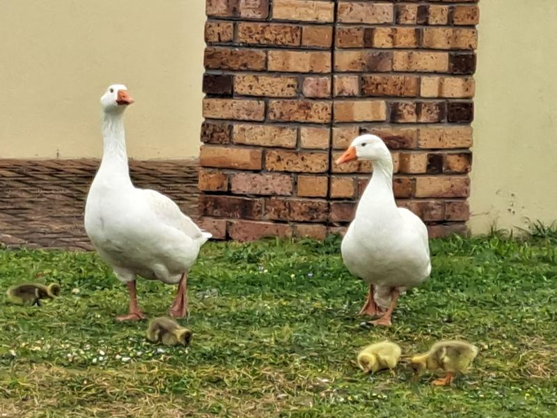 6 Bedroom Property for Sale in Kleinbaai Western Cape